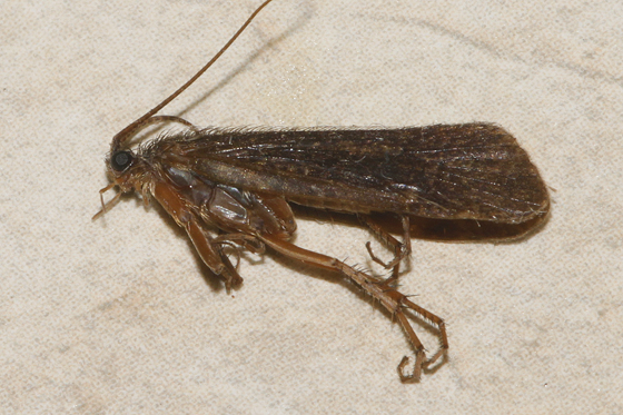 Photo of Limnephilus concolor by Libby & Rick Avis